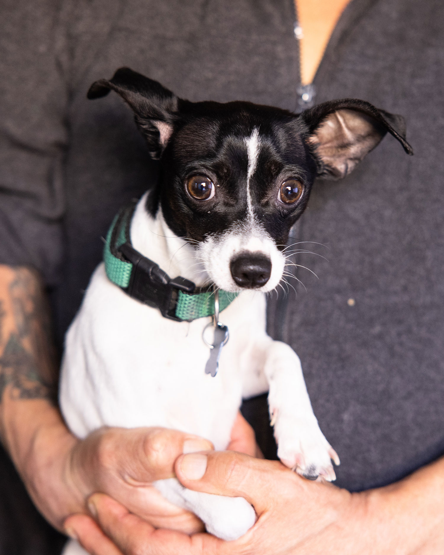 Puppy receiving PALS services